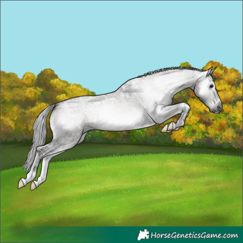 Horse Color:Gray Platinum Silver Brown Ice Roan Onyx 
