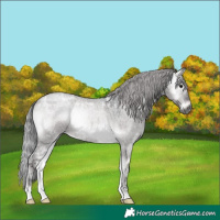 Horse Color:Gray Platinum Silver Brown Ice Roan Onyx 
