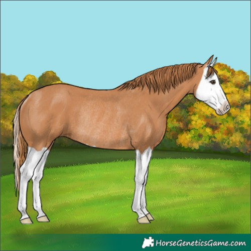Horse Color:Chestnut Splash Rabicano 
