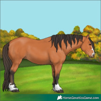 Horse Color:Bay 