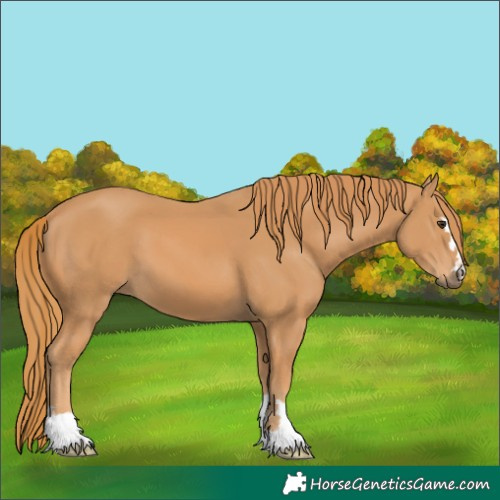 Horse Color:Unknown 