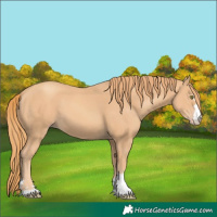 Horse Color:Gold Champagne