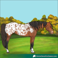 Horse Color:Bay Appaloosa