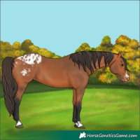 Horse Color:Bay Appaloosa