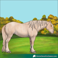 Horse Color:Gold Champagne Roan