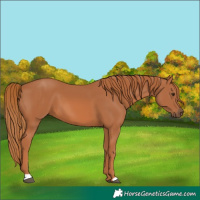Horse Color:Chestnut 