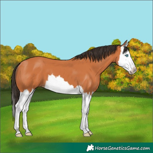 Horse Color:Bay Splash 