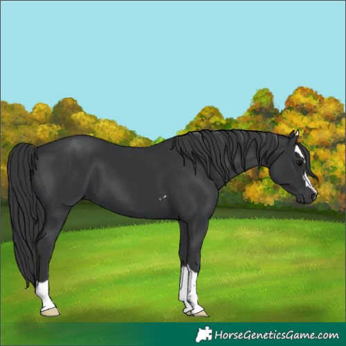 Horse Color:Black 