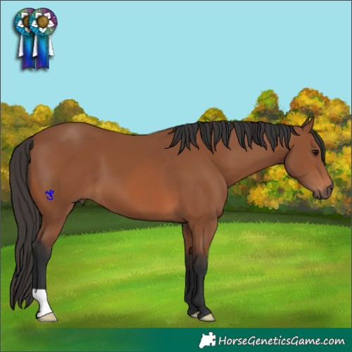 Horse Color:Bay 