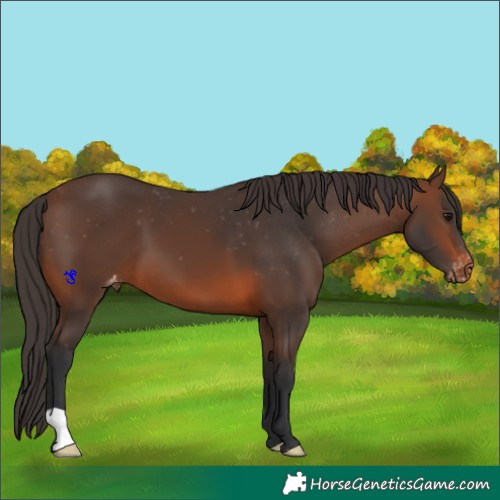 Horse Color:Brown Appaloosa 