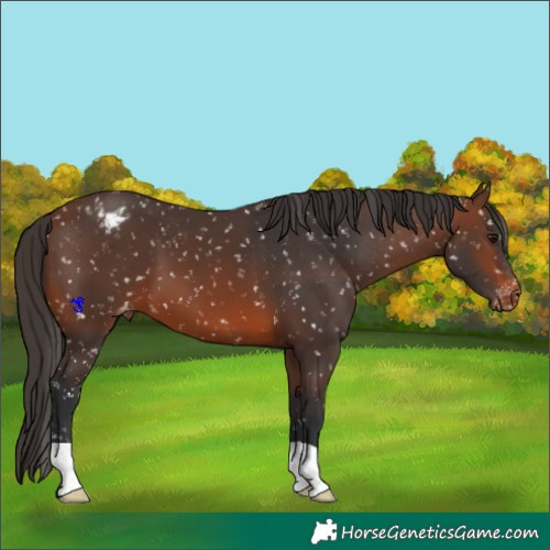 Horse Color:Brown Appaloosa 