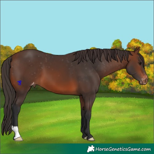 Horse Color:Brown Appaloosa 