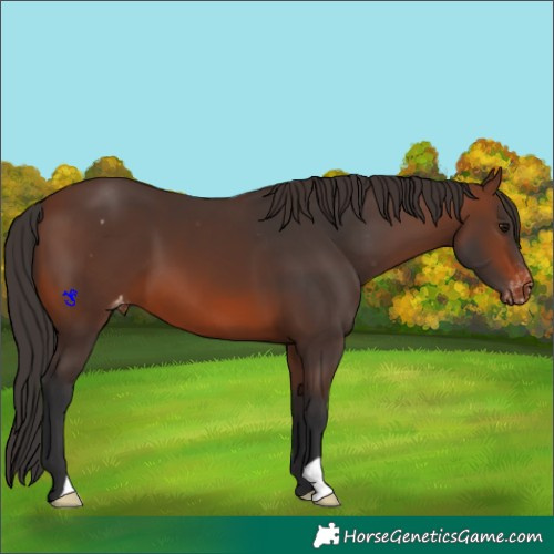 Horse Color:Brown Appaloosa 