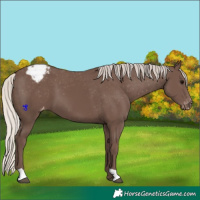 Horse Color:Silver Black Varnish