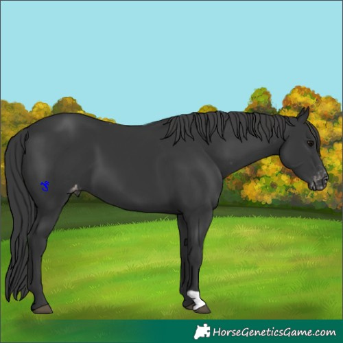 Horse Color:Black Appaloosa 