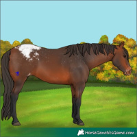 Horse Color:Bay Varnish