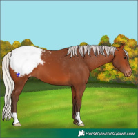 Horse Color:Silver Bay Appaloosa