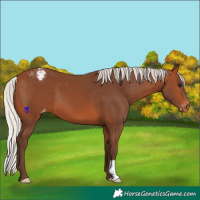 Horse Color:Silver Brown Varnish