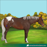 Horse Color:Silver Brown Varnish