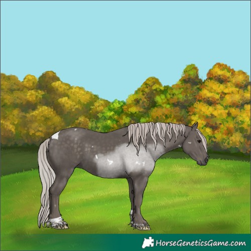 Horse Color:White Spotted Silver Black Mushroom Tobiano Rabicano 