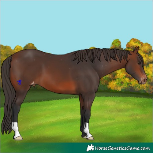 Horse Color:Brown Varnish 