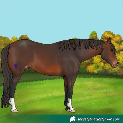 Horse Color:Brown Appaloosa