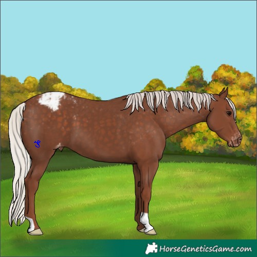 Horse Color:Silver Black Appaloosa