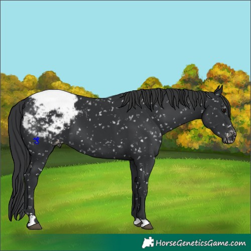 Horse Color:Unknown 