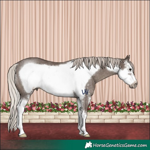 Horse Color:Silver Black Sabino Frame Rabicano