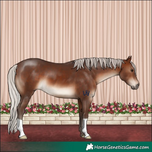 Horse Color:Silver Brown 