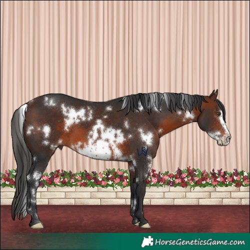 Horse Color:White Spotted Brown Frame 