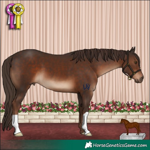 Horse Color:Liver Chestnut 
