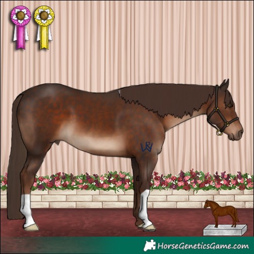Horse Color:Liver Chestnut 