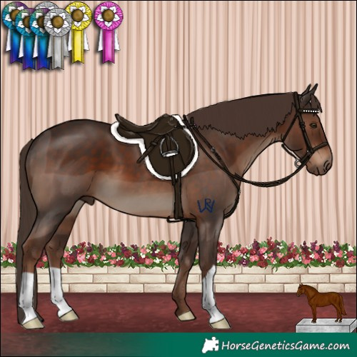 Horse Color:Liver Chestnut 