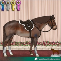 Horse Color:Liver Chestnut 