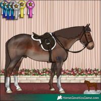 Horse Color:Liver Chestnut