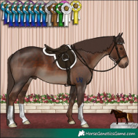 Horse Color:Liver Chestnut