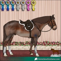 Horse Color:Liver Chestnut