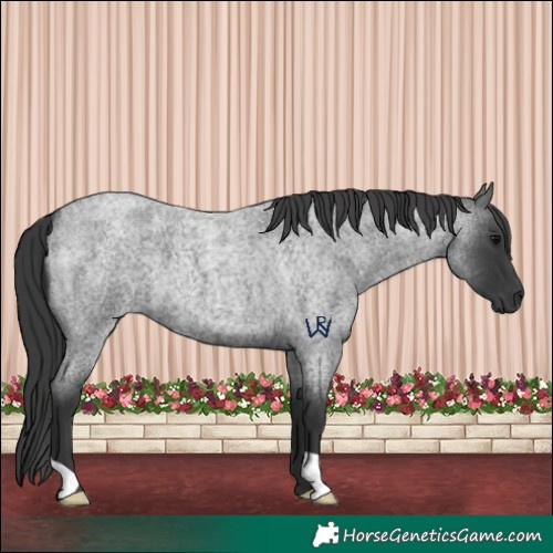Horse Color:Blue Roan