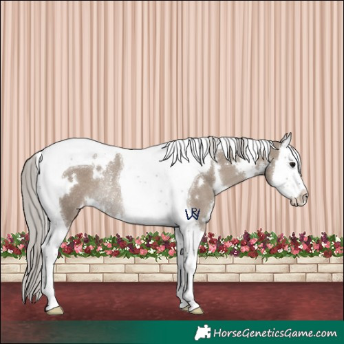 Horse Color:White Spotted Silver Grullo Splash Tobiano Rabicano 