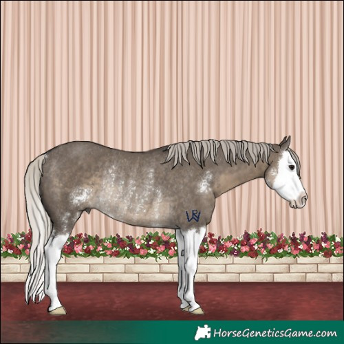 Horse Color:Silver Smoky Grullo Sabino Splash Rabicano 