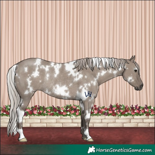 Horse Color:White Spotted Silver Grullo Rabicano 