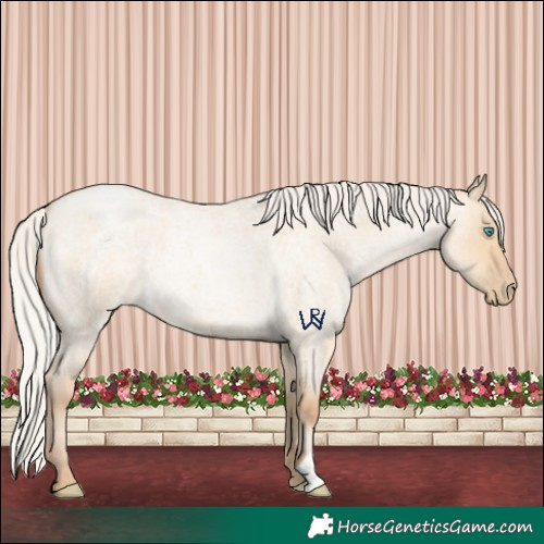 Horse Color:Silver Buckskin Roan Pearl Dun 