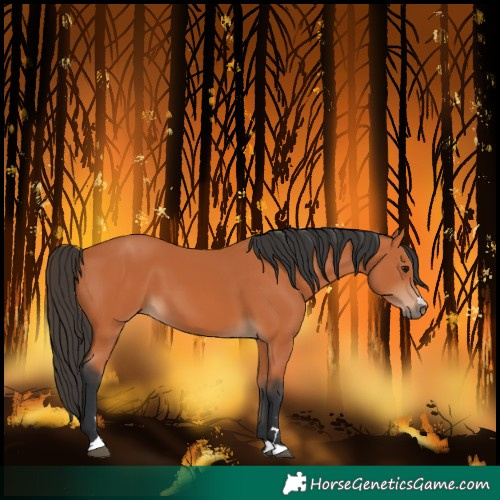 Horse Color:Bay 