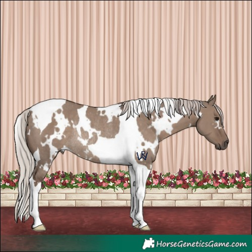Horse Color:White Spotted Silver Grullo Tobiano Rabicano 