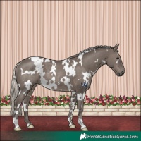Horse Color:White Spotted Silver Black Rabicano