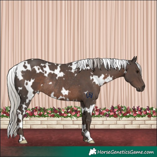 Horse Color:White Spotted Silver Black Rabicano 