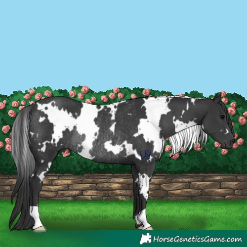 Horse Color:White Spotted Black Rabicano 
