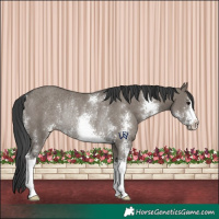 Horse Color:Grullo Sabino Rabicano 