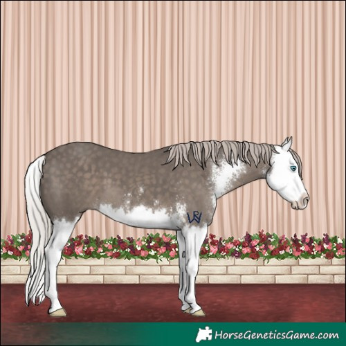 Horse Color:Silver Black Sabino Splash 
